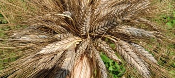 Organik Tarımla 7 Bin Yıllık Tohumlardan Buğday Üretti