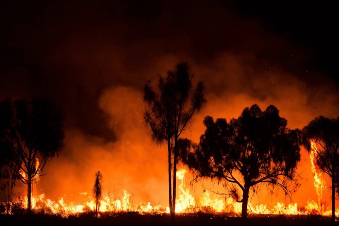 Orman Yangınlarına Karşı Akıllı Orman Kapsülü Geliştirildi