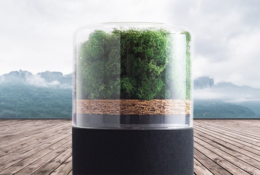 Havayı Doğanın Gücüyle Temizliyor