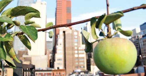 New York’un Çatılarında Neler Oluyor?