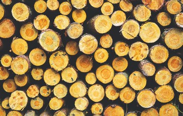 ​Ahşap​ Kendiliğinden​ Çoğalan​ Yapı Malzemesi​