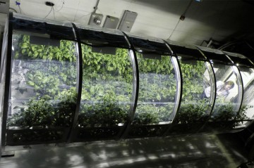 Uzayda Şişirilebilir Prototip Sera ''Mars Sera''