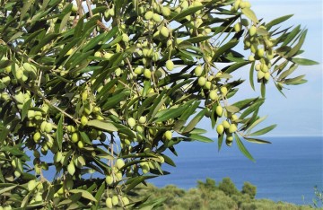 Zeytinliklerin Kıyımına Dair Bir Yasa