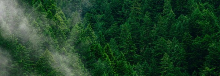 Fransa'nın Büyüklüğündeki Ormanlar Son 20 Yılda Restore Edildi