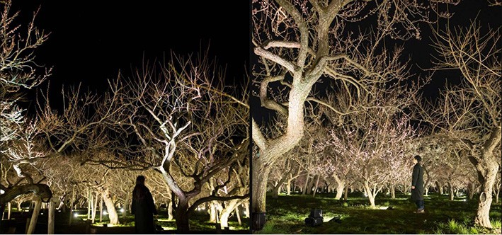 Tarihi Japon Bahçesinde TeamLab Tarafından Tasarlanan Sergi