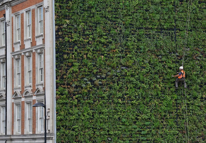 Green Wall and Ecology