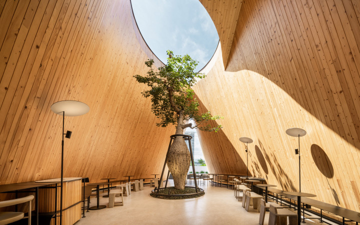 Baobab Ağacının Bulunduğu Kavisli Kafe