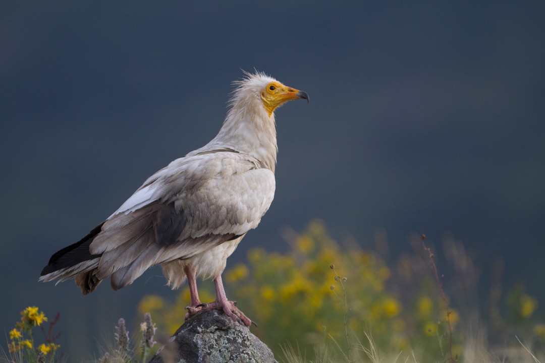 Küçük Akbabaları Koruma Projesi