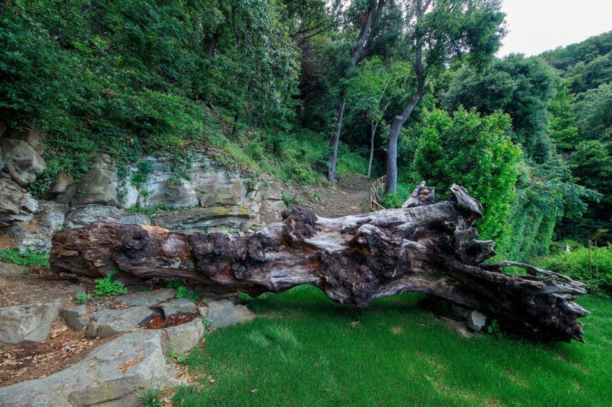 Ölü Ağaca Hayat Katan Sürdürülebilir Tasarım