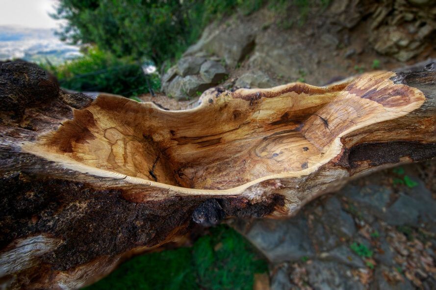 Ölü Ağaca Hayat Katan Sürdürülebilir Tasarım
