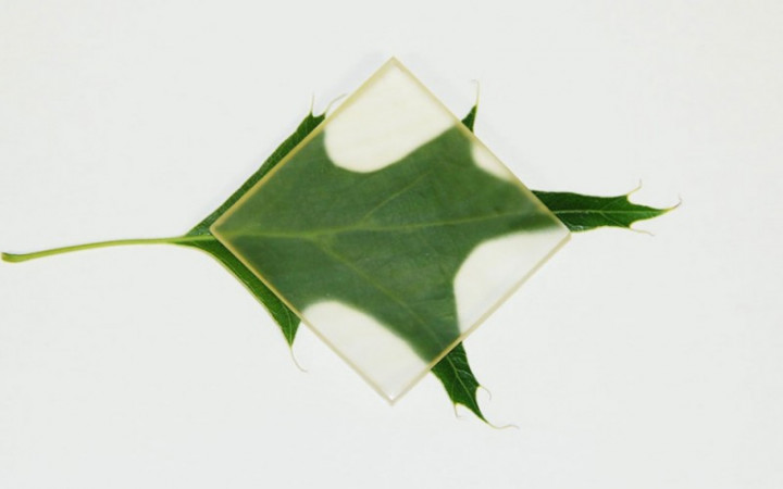 Açılın! Şeffaf Ahşap Geliyor…