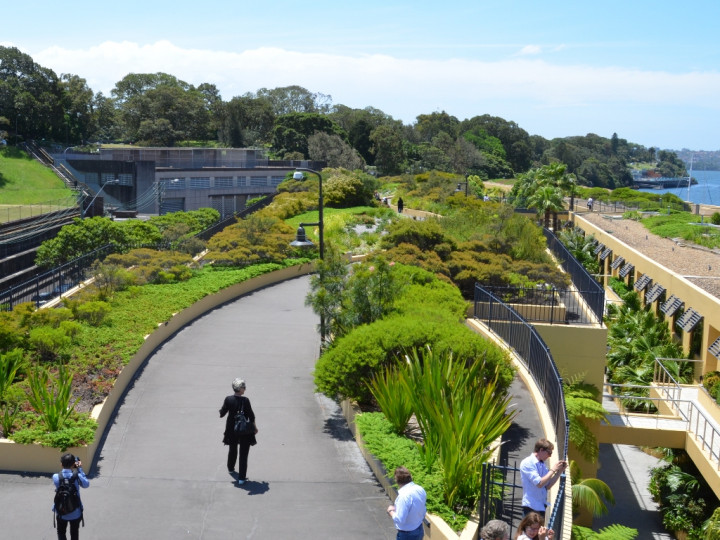 Şehir Planlamasının Gizli Kahramanları: Ağaçlar