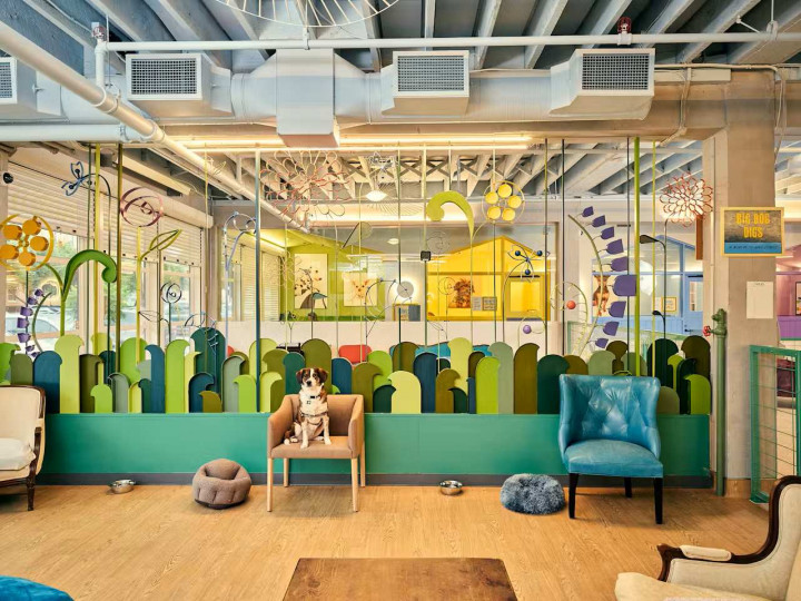 Muttville: Yaşlı Köpekler İçin Tasarlanmış Mimari Bir Barınak