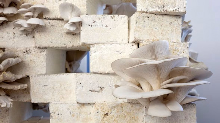 Atıktan Yapı Malzemesine: Miselyum Tabanlı Yeni Bir Mimari Dil