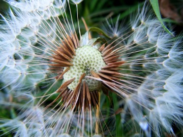 Uluslararası Biyoçeşitlilik Günü: Doğa ile Uyumlu Bir Gelecek Mümkün