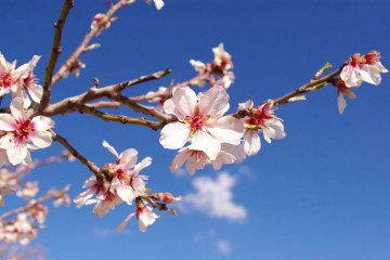Kasım'da Bahar Başkadır