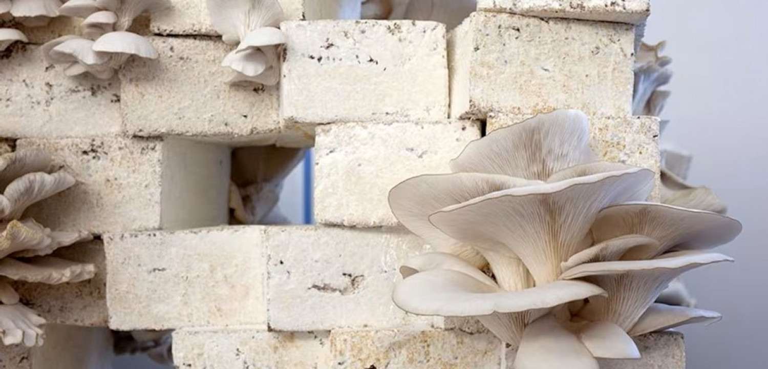 Atıktan Yapı Malzemesine: Miselyum Tabanlı Yeni Bir Mimari Dil